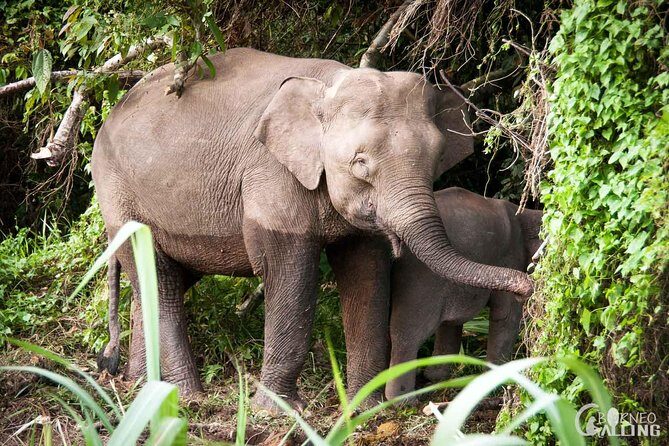Borneo Kinabatangan River Cruise Day Trip - Key Points