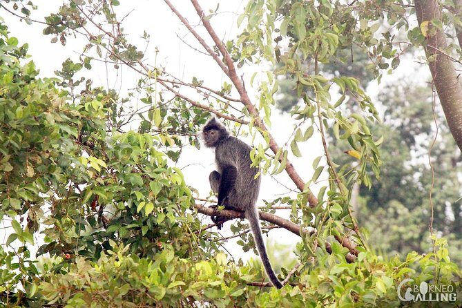 Borneo Kinabatangan River Cruise Day Trip - What’s Included and What’s Not