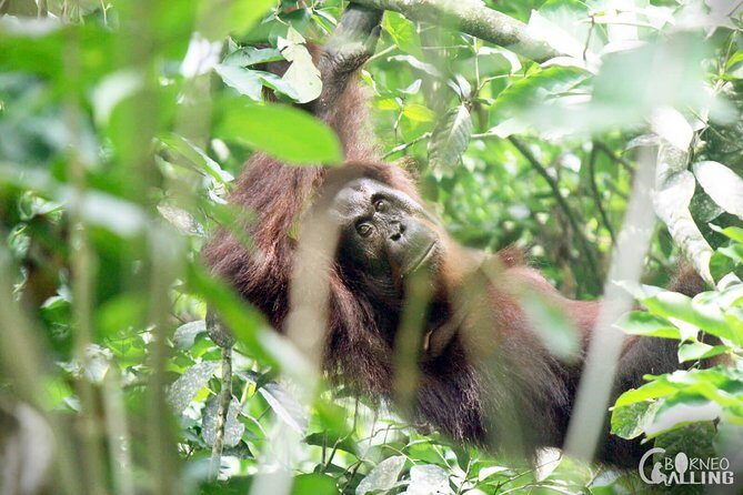 Borneo Kinabatangan River Cruise Day Trip - Authentic Encounters and Reviews