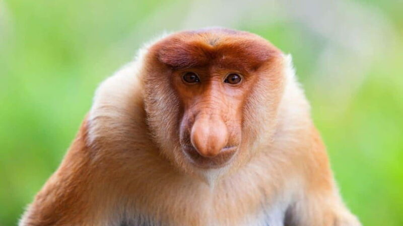 Borneo : Orangutan, Proboscis Monkey, and Sun Bear Tour - Borneo: Orangutan, Proboscis Monkey, and Sun Bear Tour — An Inside Look