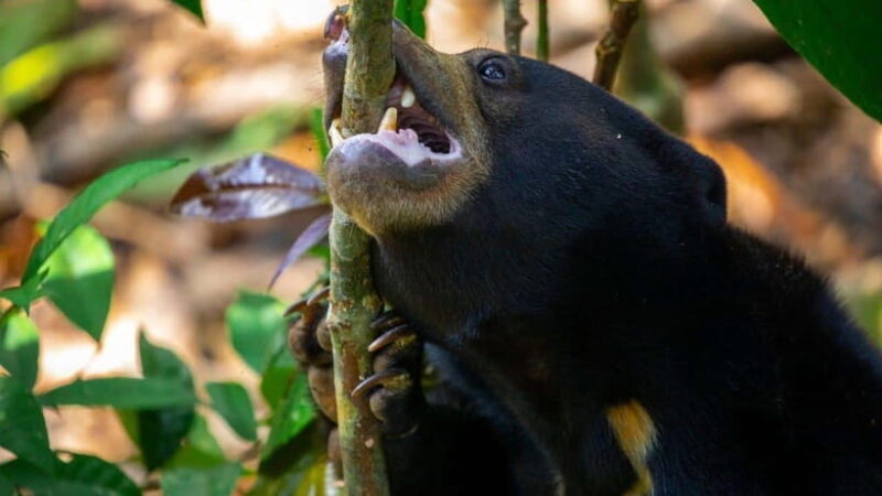 Borneo : Orangutan, Proboscis Monkey, and Sun Bear Tour - Key Points