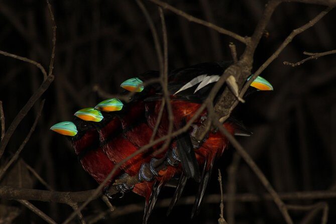 Borneo Wildlife Tour 2 Days 1 Night At Tanjung Bulat Jungle Camp Kinabatangan - Key Points