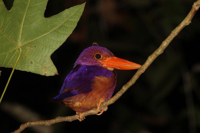 Borneo Wildlife Tour 2 Days 1 Night At Tanjung Bulat Jungle Camp Kinabatangan - Final Thoughts