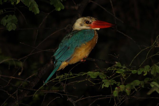 Borneo Wildlife Tour 3 Days 2 Nights At Tanjung Bulat Jungle Camp Kinabatangan - Frequently Asked Questions