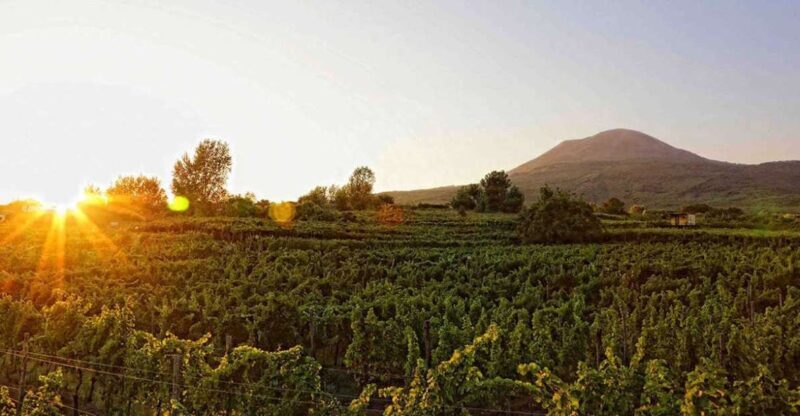 Boscotrecase: Vesuvius Wine Tasting Tour With Lunch - FAQ