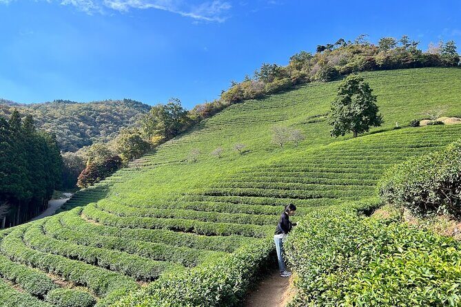 Boseong Tour : Green Tea Field, Mountain & Lake Trail (Private) - Key Points
