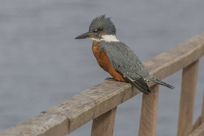 Bosque Piedra Reserve Tour - Discovering the Bosque Piedra Reserve: Nature and Wildlife on Chiloé Island