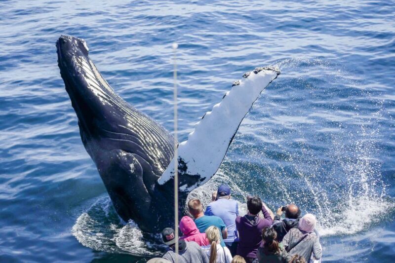 Boston: City Cruises Whale Watching Cruise - Who Will Love This Tour?
