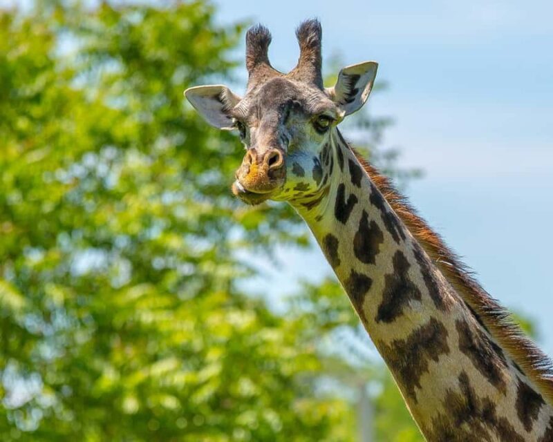 Boston: Franklin Park Zoo Entry Ticket - A Deep Dive into Franklin Park Zoo