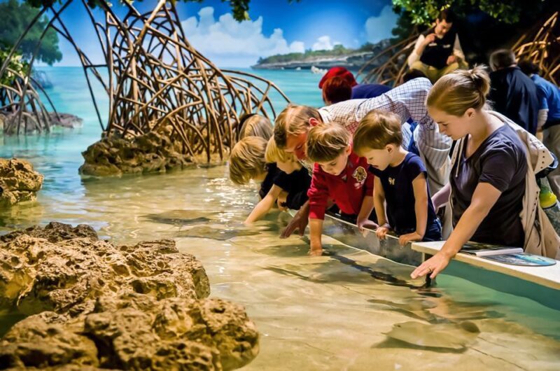 Boston: New England Aquarium Entry + Optional Simons Theatre - The Optional Simons Theatre: Ocean Films in Grand Style