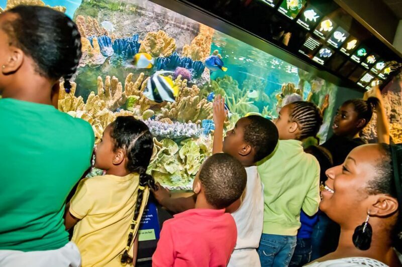 Boston: New England Aquarium Entry + Optional Simons Theatre - Conservation and Educational Focus