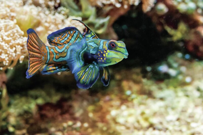 Boston: New England Aquarium Entry + Optional Simons Theatre - Practical Aspects: Accessibility, Food, and Shopping