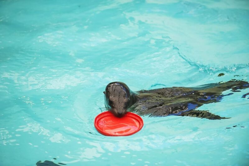 Boston: New England Aquarium Entry + Optional Simons Theatre - Who Will Love This Tour?