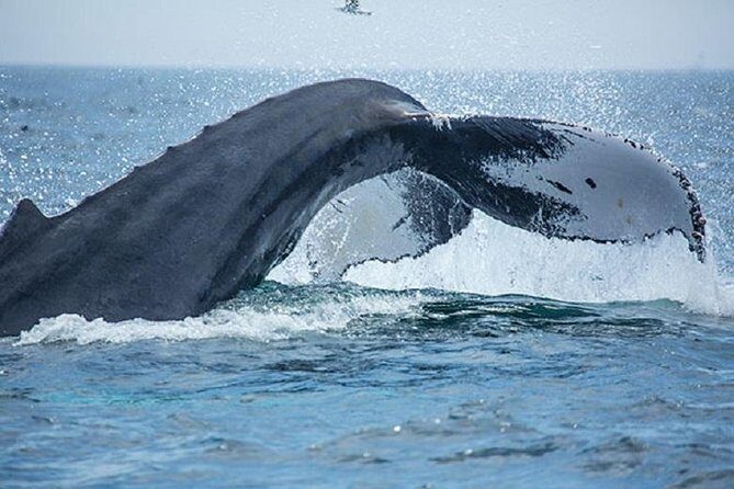 Boston Whale Watching Cruise by High-Speed Catamaran - FAQs