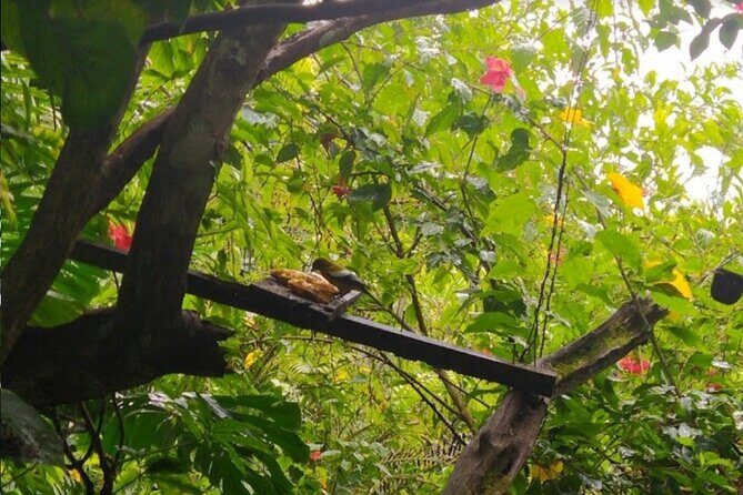 Botanical and Bird Sanctuary Tour in Montego Bay - Final Thoughts: Is This Tour Worth It?