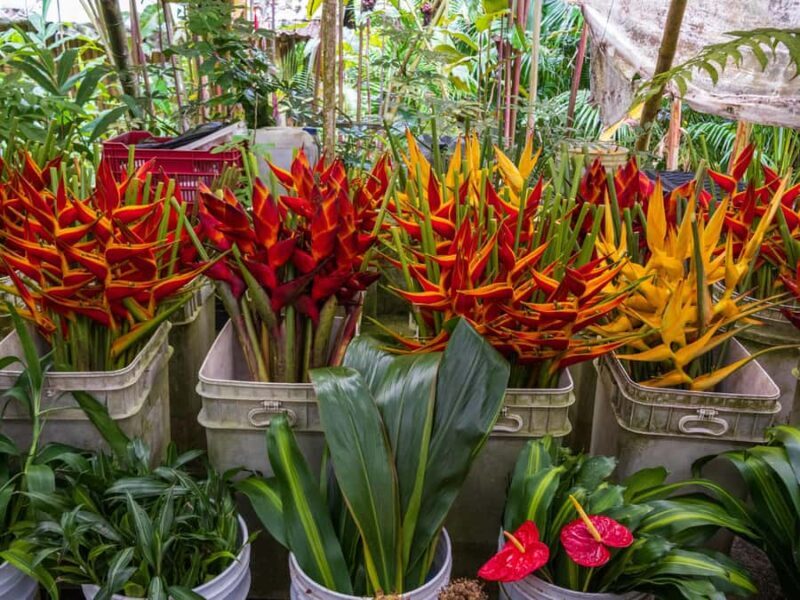 Botanical experience in Argovia: Flowers, Trail, and Tasting - Exploring the Botanical Experience in Argovia: Flowers, Trails, and Tasting