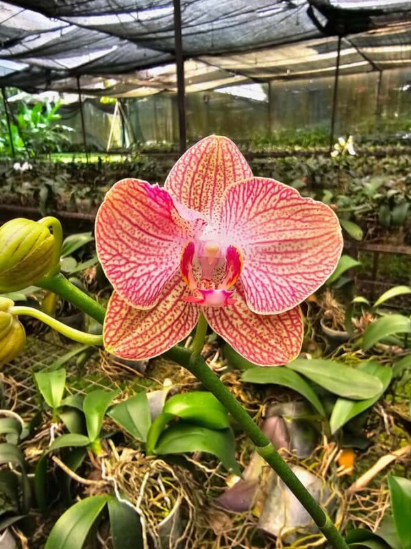 Botanical experience in Argovia: Flowers, Trail, and Tasting - Key Points