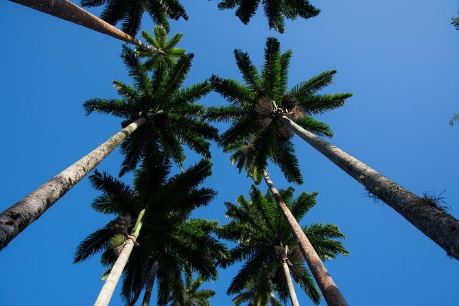 Botanical Garden and Parque Lage Private Tour with a Photographer - A Deep Dive into the Tour Experience