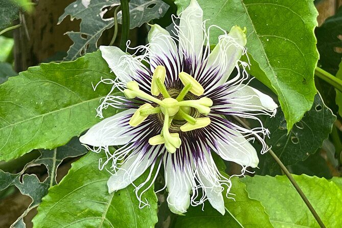 Botanical Garden Cartagena Private Tour with Bilingual Guide - Key Points