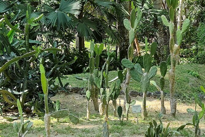 Botanical Garden Cartagena Private Tour with Bilingual Guide - An In-Depth Look at the Tour Experience