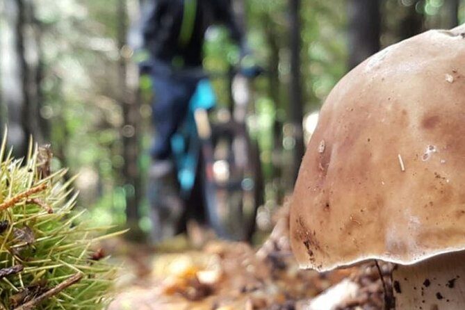 Botanical Trails of Madeira. Mountain biking Trail Experience - Madeira’s Botanical Trails on Two Wheels: A Full-Day Mountain Biking Adventure