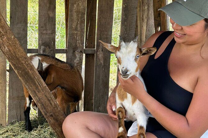 Bottle Feed & Cuddle Baby Goats Tour on Big Island Farm - Meet the Playful Baby Goats of Ohana Ranch: A Heartwarming Experience on Big Island