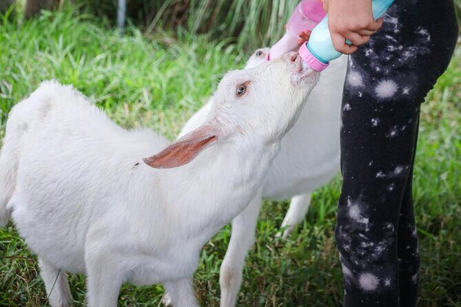 Bottle Feed & Cuddle Baby Goats Tour on Big Island Farm - Frequently Asked Questions