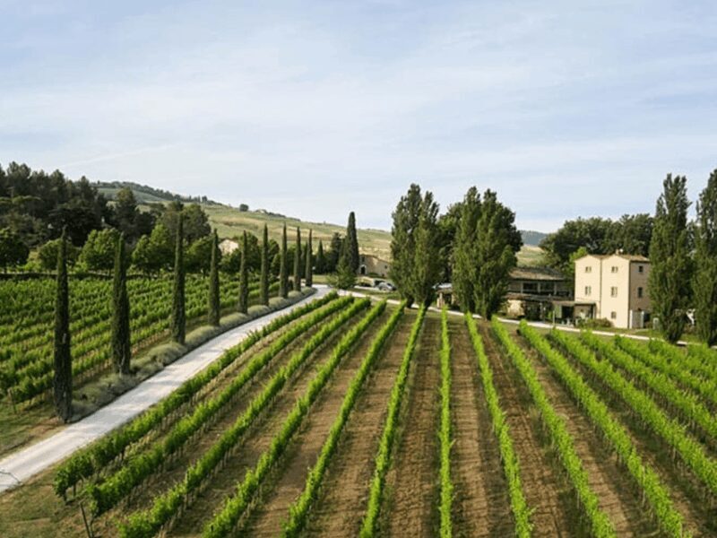 Boutique Winery Visit & 5 Organic Wine Tastings near Urbino - Key Points