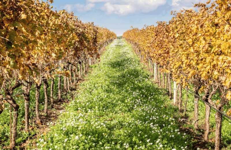 Boutique Winery Visit & Tasting near Rome - Exploring the Winery Experience in Depth