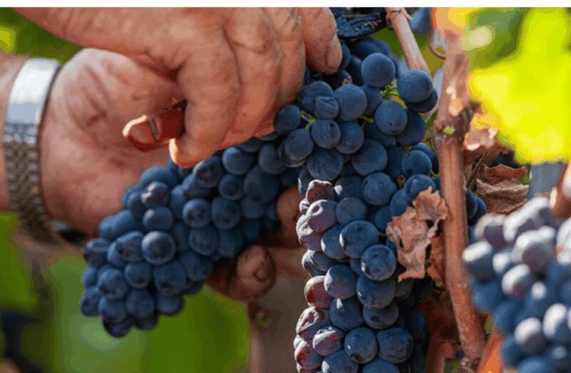 Boutique Winery Visit & Tasting near Rome - Final Thoughts: Why This Tour is Worthwhile