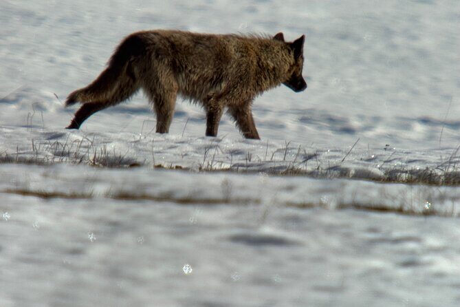 Bozeman Winter Wildlife Safari, Lamar Valley, Burrito and Lunch - Bozeman Winter Wildlife Safari, Lamar Valley, Burrito and Lunch — A Detailed Review