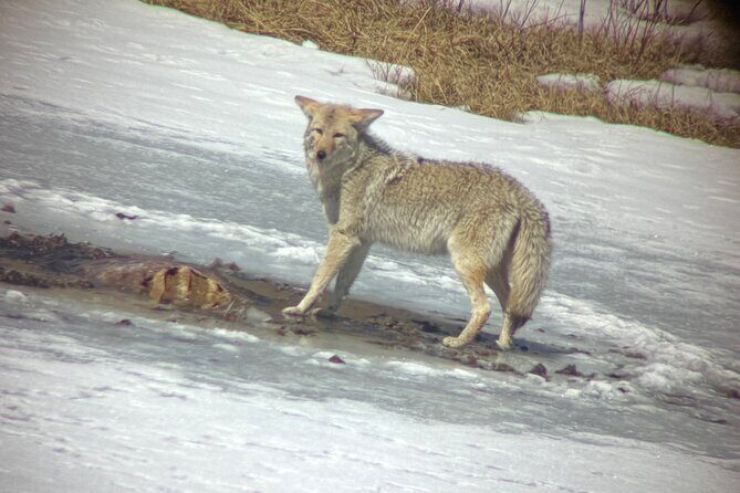 Bozeman Winter Wildlife Safari, Lamar Valley, Burrito and Lunch - Key Points