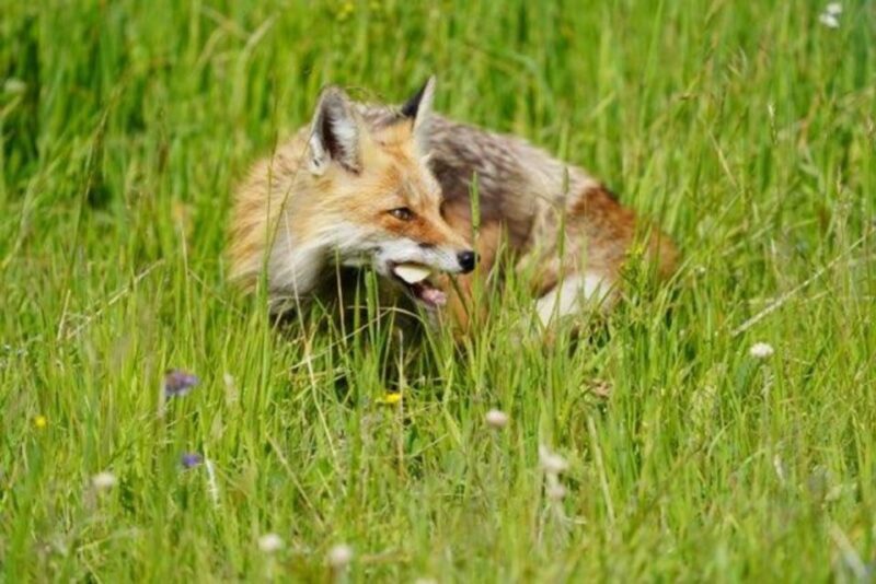 Bozeman: Yellowstone & Grand Teton National Park with Hotel - Exploring Yellowstone & Grand Teton: What’s in Store?