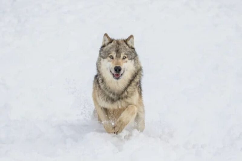 Bozeman: Yellowstone Wolves and Winter 4Day/3Night Adventure - Key Points