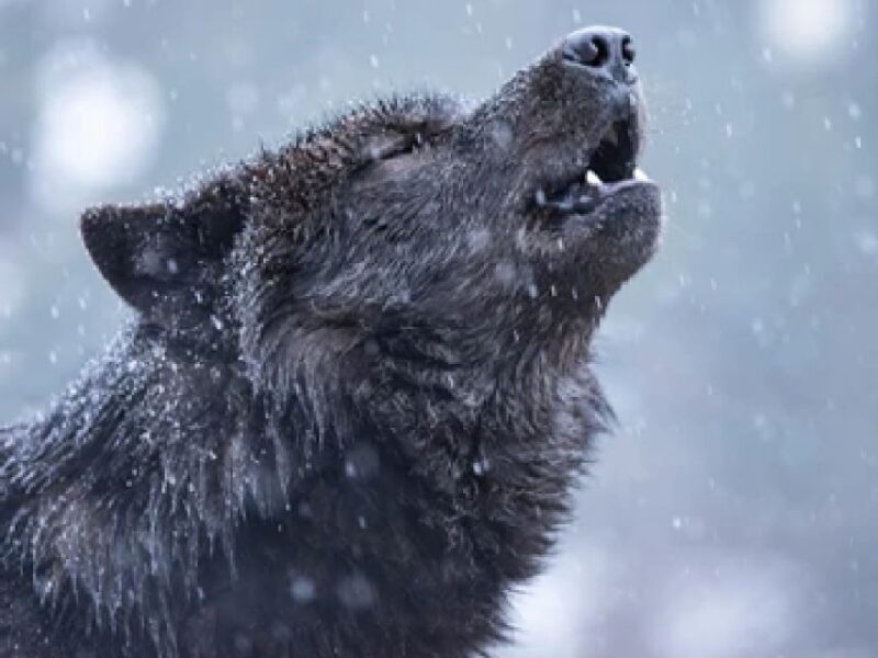 Bozeman: Yellowstone Wolves and Winter 4Day/3Night Adventure - Exploring Yellowstone in Winter: What to Expect