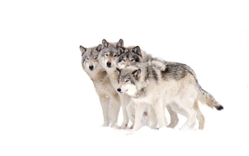 Bozeman: Yellowstone Wolves and Winter 4Day/3Night Adventure - Who Will Love This Experience?