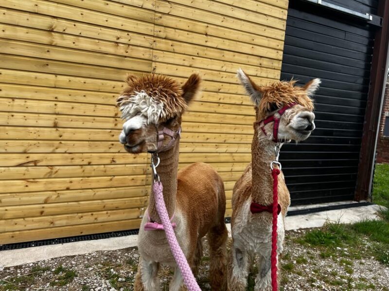 Brackenfield: Alpaca Trek - Discover the Charm of Brackenfield’s Alpaca Trek in Derbyshire