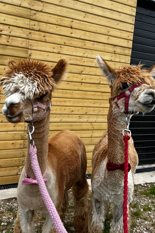 Brackenfield: Alpaca Trek - Key Points