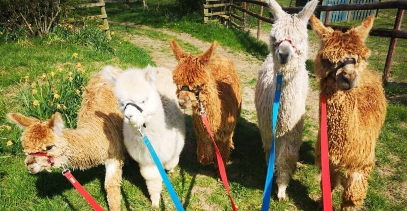 Brackenfield: Alpaca Trek - Who Will Love This?