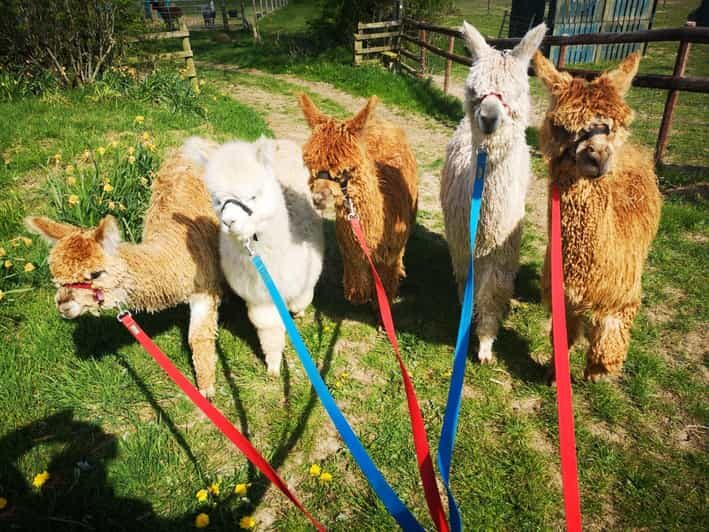 Brackenfield: Alpaca Trek - FAQ