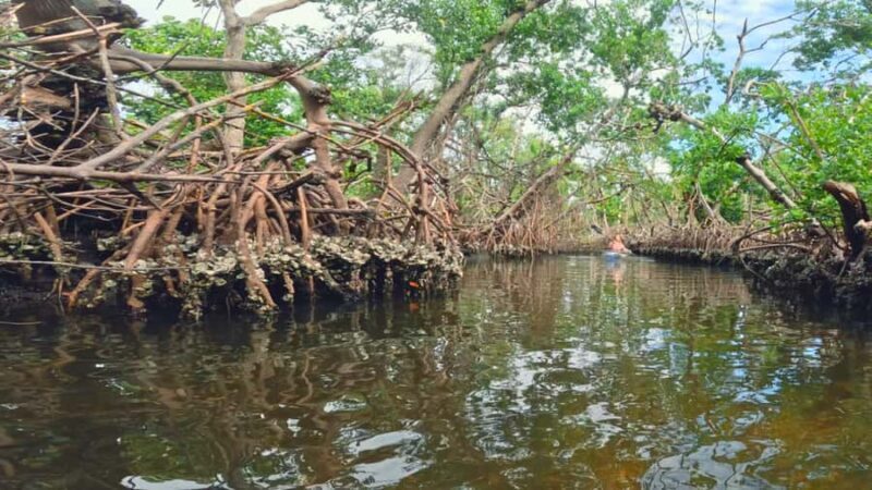 Bradenton: Clear Kayak Mangrove Tunnel Eco Tour - Exploring Bradenton’s Mangrove Tunnels in a Crystal-Clear Kayak
