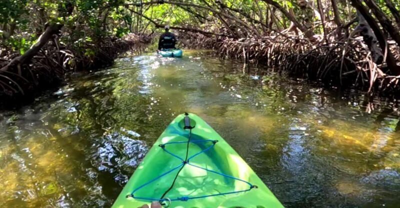 Bradenton: Guided Pedal Kayak Tour - In-Depth Look at the Experience