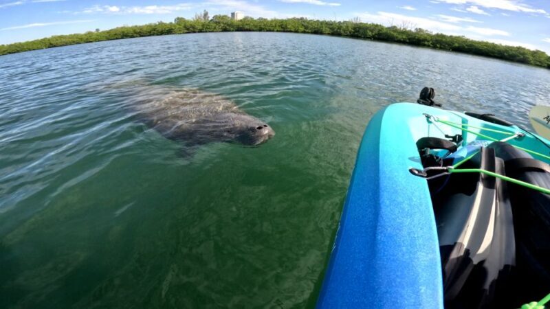 Bradenton: Guided Pedal Kayak Tour - Who Should Consider This Tour?