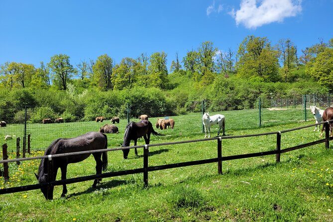 Bran Castle & Bear Sanctuary from Brasov - Optional Peles Castle - A Closer Look at the Tour Experience