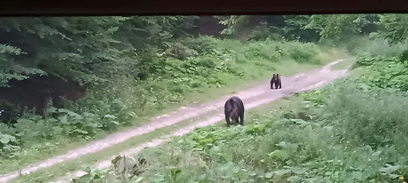 Braov: 4-Hour Bear Watching Tour in Carpathian Mountains - A Detailed Look at the Experience