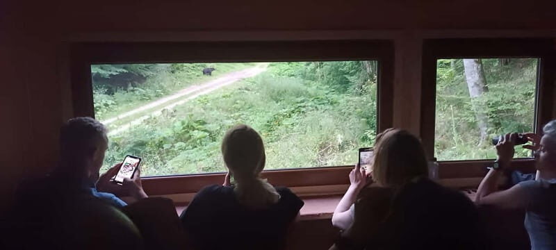 Braov: 4-Hour Bear Watching Tour in Carpathian Mountains - What Do Real Travelers Say?