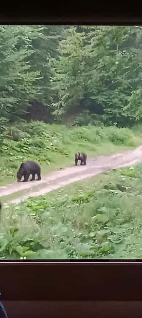 Braov: 4-Hour Bear Watching Tour in Carpathian Mountains - FAQ