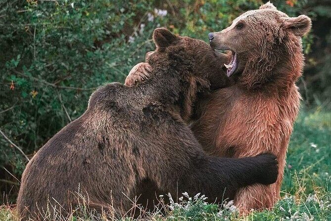 Brasov: Bear Sanctuary, Bran Castle & Rasnov Fortress GUIDED Tour - Transportation and Timing