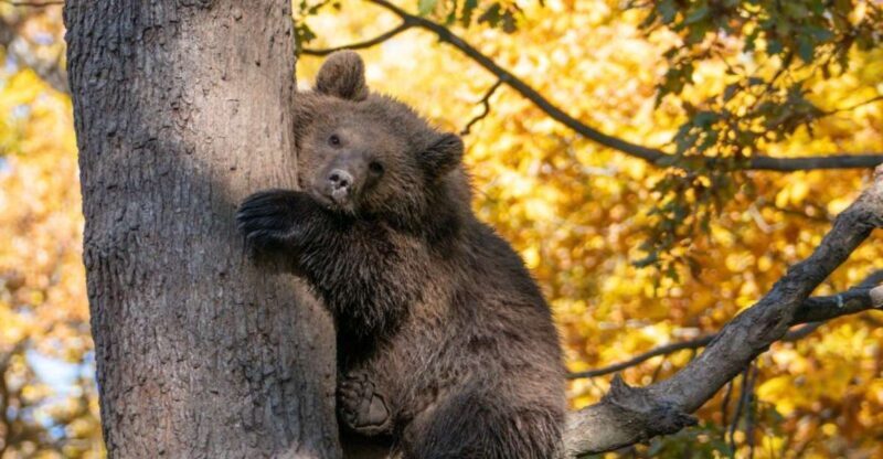 Brasov: Bear Sanctuary, Dracula Castle, and Rânov Fortress - Brasov: Bear Sanctuary, Dracula Castle, and Rânov Fortress