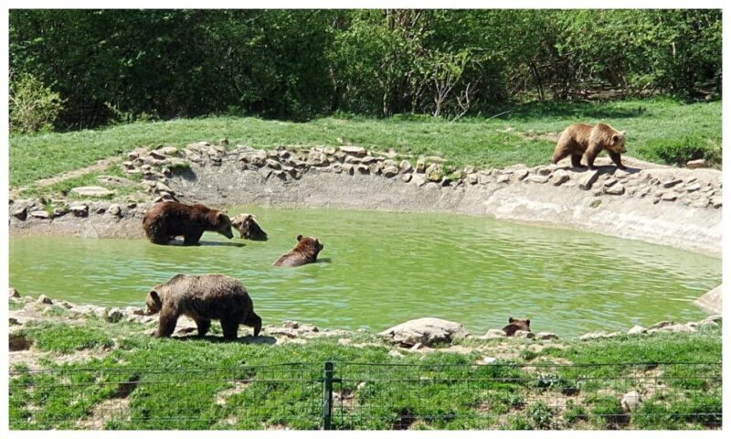 Brasov: Bear Sanctuary, Dracula Castle, and Rânov Fortress - Final Thoughts